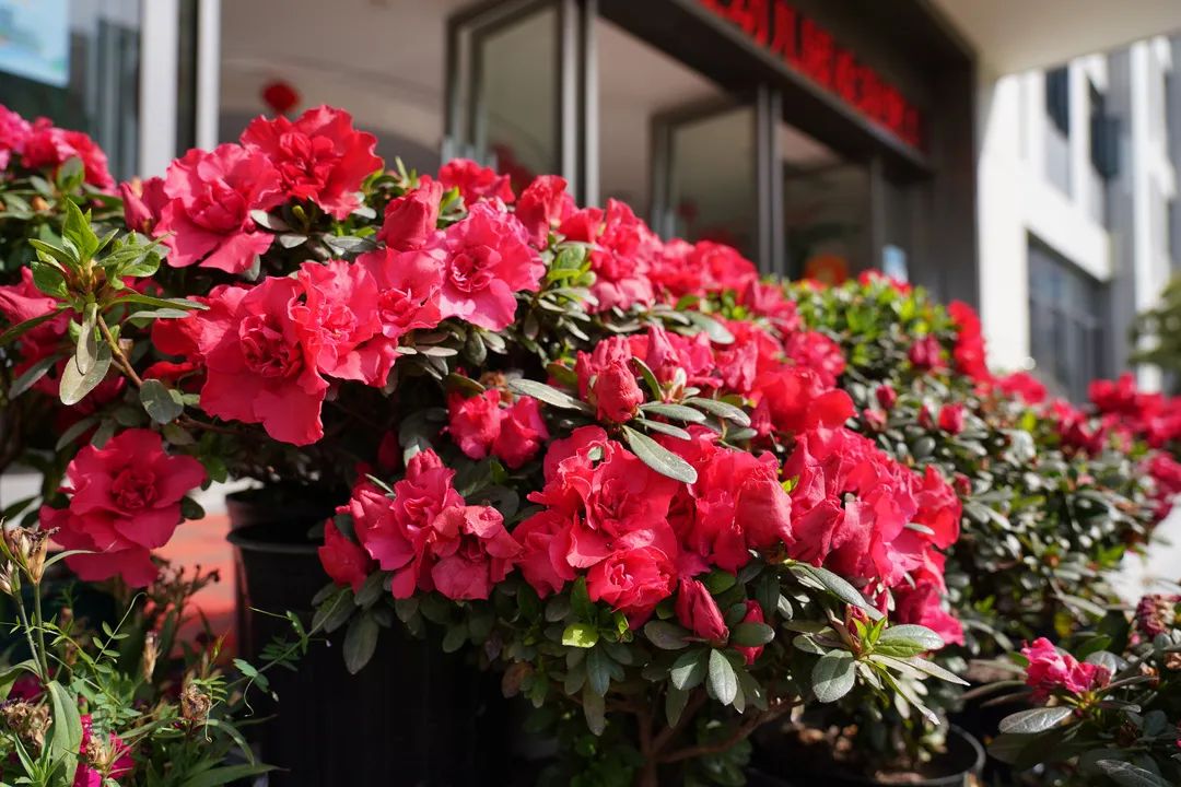 【微笑图鉴】请查收!汉实春天里的美好